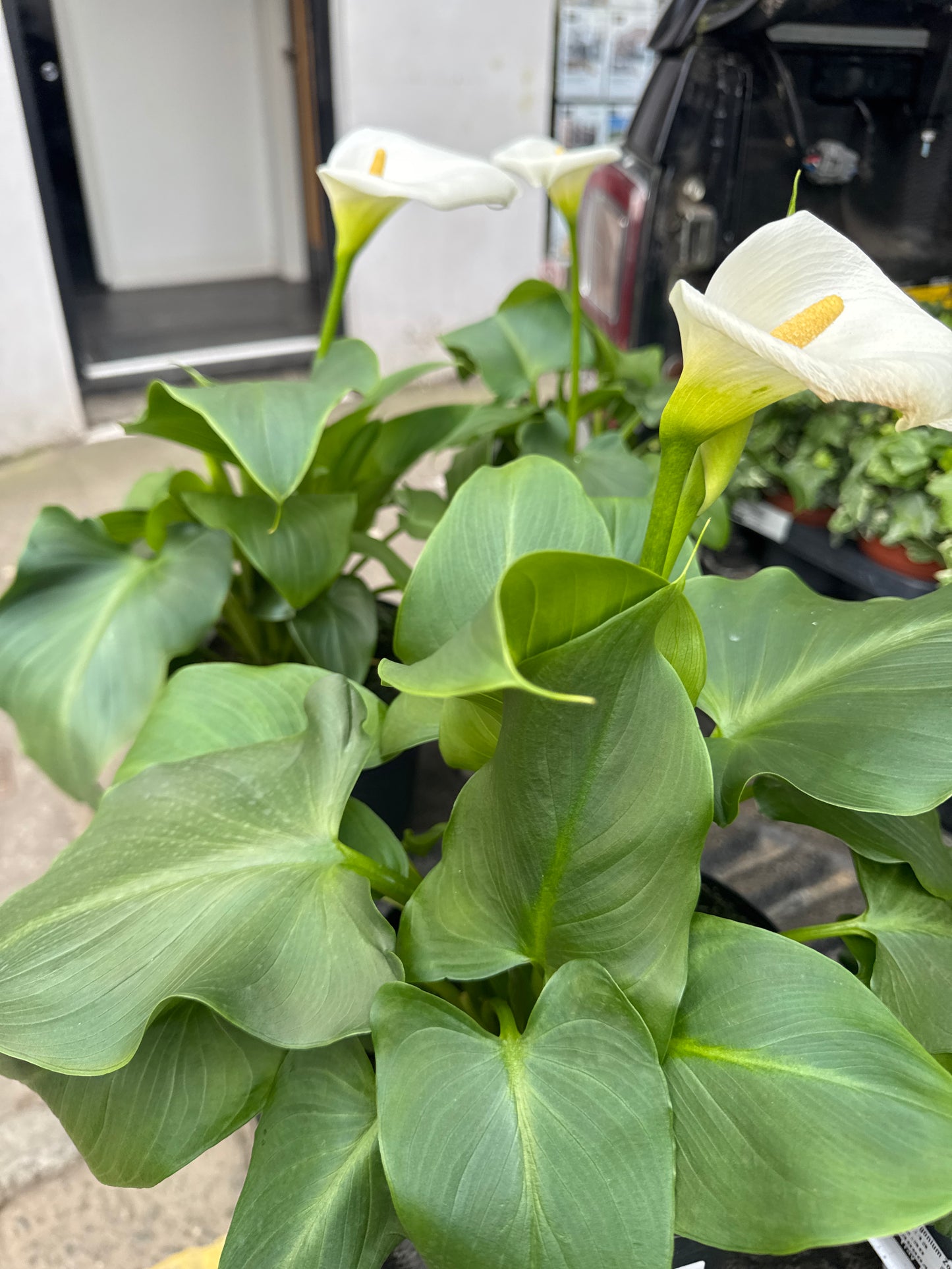 Peace Lilly