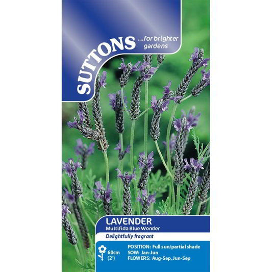 Suttons Lavender Multifida Blue Wonder Seeds
