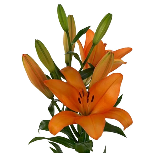 x2 Orange Lillies - In Store Only
