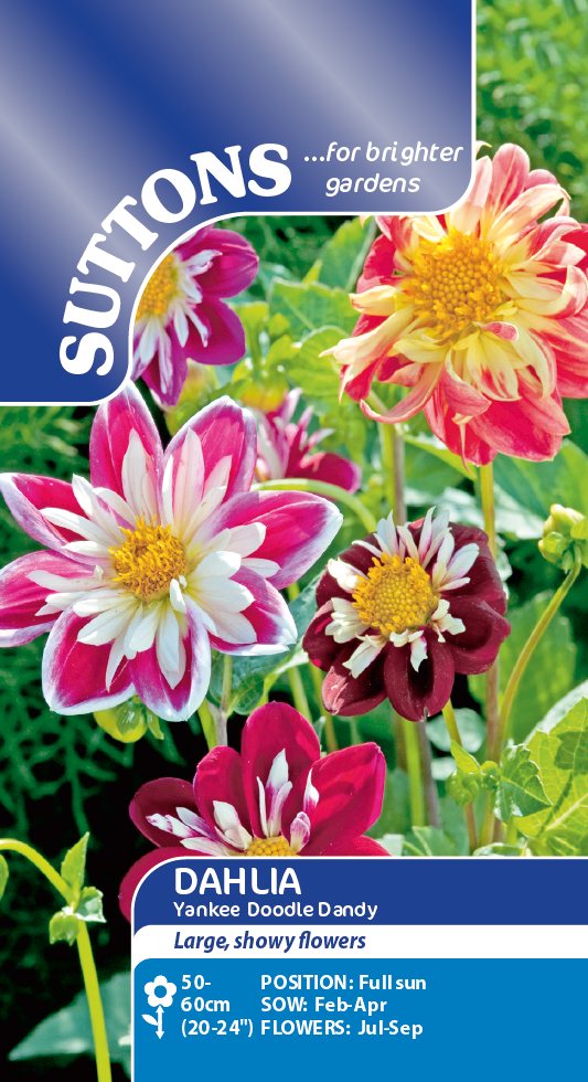 Suttons Dahlia Yankee Doodle Dandy Seeds