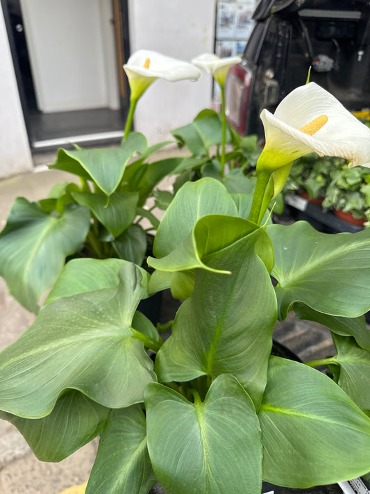 Peace Lilly