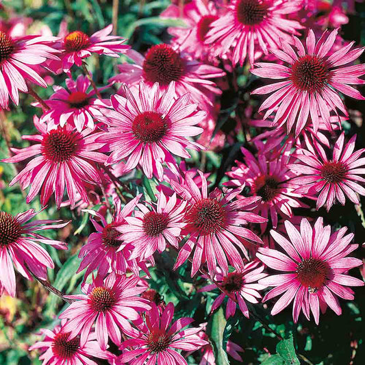 Suttons Echinacea Brilliant Star Seeds