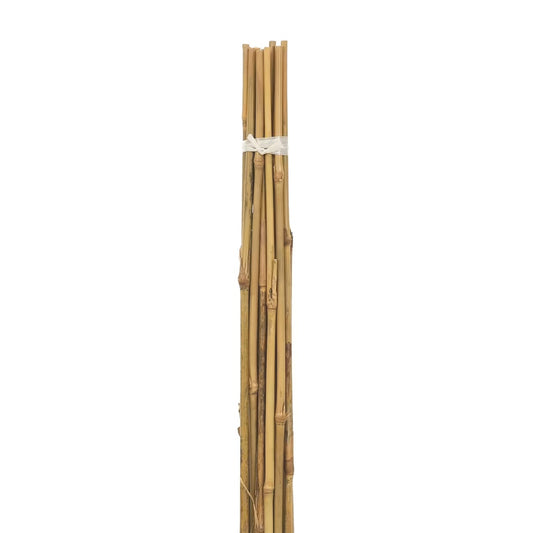 Bamboo Canes