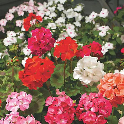 Suttons Geranium F2 Super Hybrid Mix Seeds